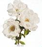 White Finch rose photo