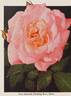 Meda rose photo