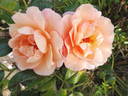 Calapuno rose photo