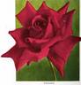 Crusader rose photo