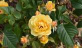 Amber Queen ® rose photo