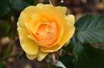 Amber Queen ® rose photo