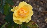 Amber Queen ® rose photo