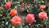 Paddy Stephens rose photo