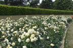 Irish Hope rose photo