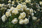 Irish Hope rose photo
