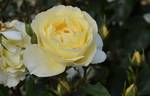 Irish Hope rose photo