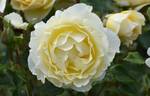 Irish Hope rose photo