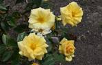 Conquest rose photo