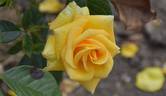 Conquest rose photo