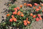 City of Bradford rose photo