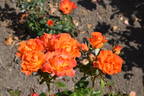 City of Bradford rose photo