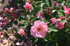 Anna Livia rose photo