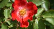 Eyepaint ® rose photo