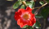 Eyepaint ® rose photo
