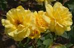 Gold Star rose photo