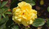 Gold Star rose photo