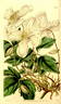 C. montana 'Grandiflora' clematis photo