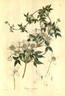 C. montana clematis photo
