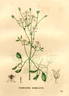 <i>Clematis flammula</i> L. clematis photo