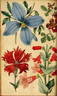 Clematis azurea clematis photo