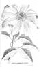 <i>C. patens</i> C. Morren. clematis photo