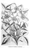 C. montana clematis photo