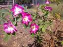 Algonquin rose photo