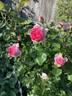 Hermitage rose photo