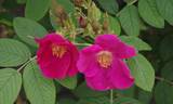 Cibles rose photo