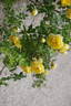 R. hemisphaerica rose photo