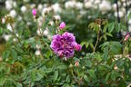 Tour de Malakoff (centifolia, Pastoret/Soupert rose photo