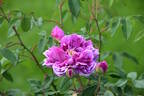Tour de Malakoff (centifolia, Pastoret/Soupert rose photo