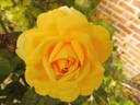 Marco Polo rose photo