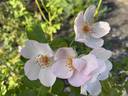 Heavenly Rosalind rose photo