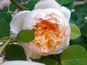 Jayne Austin rose photo