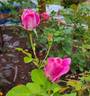 Fragrant Memory rose photo