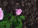 Gloire de la France rose photo