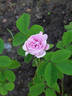 Gloire de la France rose photo