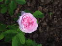 Gloire de la France rose photo