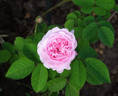 Gloire de la France rose photo