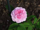Gloire de la France rose photo