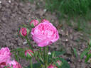 Anna de Diesbach rose photo
