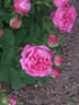 Anna de Diesbach rose photo