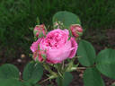 Anna de Diesbach rose photo