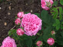 Anna de Diesbach rose photo