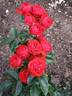 Hot Rokoko rose photo