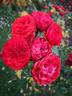 Hot Rokoko rose photo
