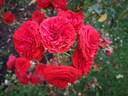 Hot Rokoko rose photo