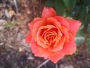 Copper Lights rose photo